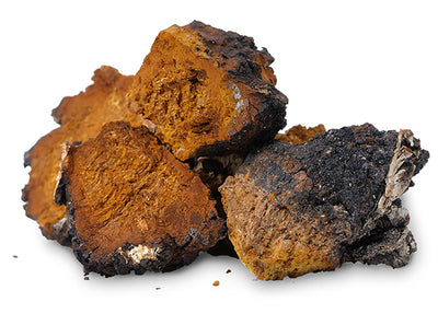 Chaga Mushroom Benefits