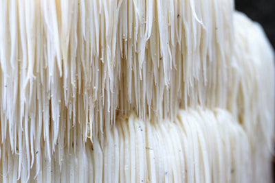 3 Lion’s Mane Mushroom Benefits for Your Body