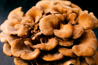 5 Maitake Mushroom Benefits for Athletes