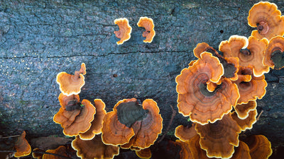 What Are Turkey Tail Mushroom Benefits?